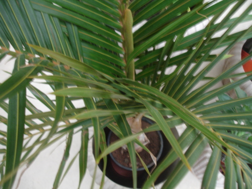 [Foto de planta, jardin, jardineria]