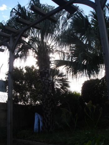 [Foto de planta, jardin, jardineria]
