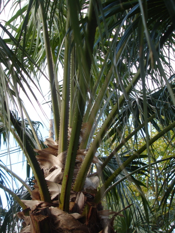 [Foto de planta, jardin, jardineria]