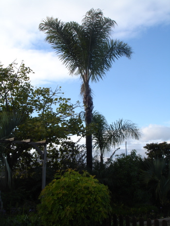 [Foto de planta, jardin, jardineria]
