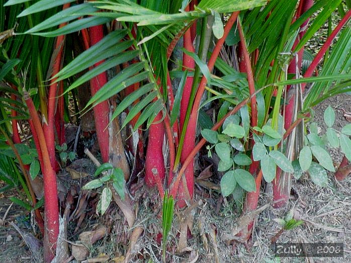 [Foto de planta, jardin, jardineria]