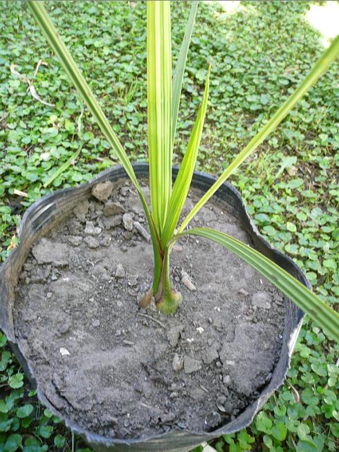 [Foto de planta, jardin, jardineria]