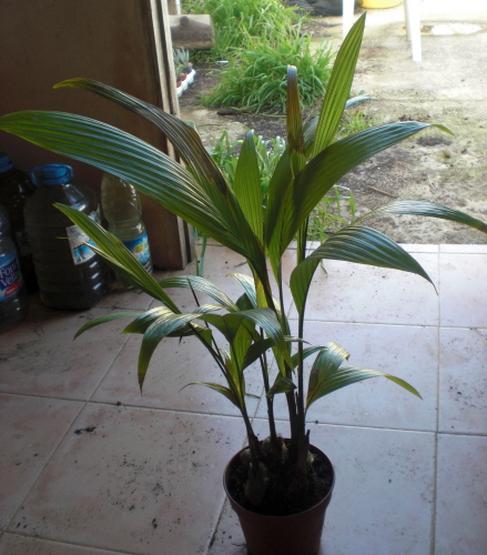 [Foto de planta, jardin, jardineria]