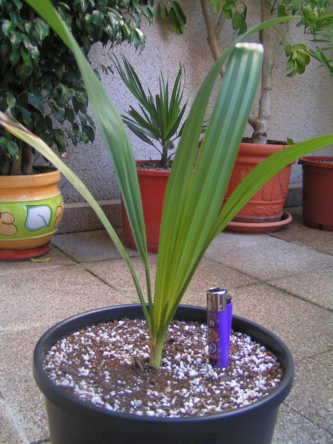 [Foto de planta, jardin, jardineria]