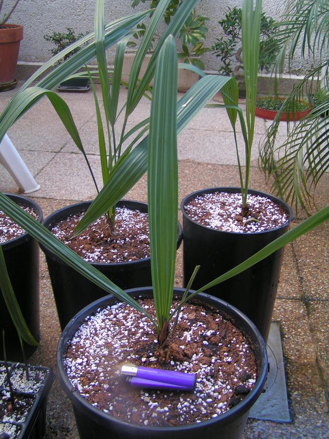 [Foto de planta, jardin, jardineria]