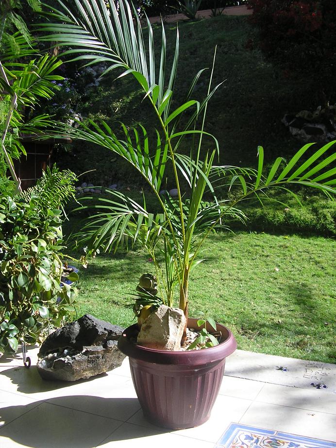 [Foto de planta, jardin, jardineria]