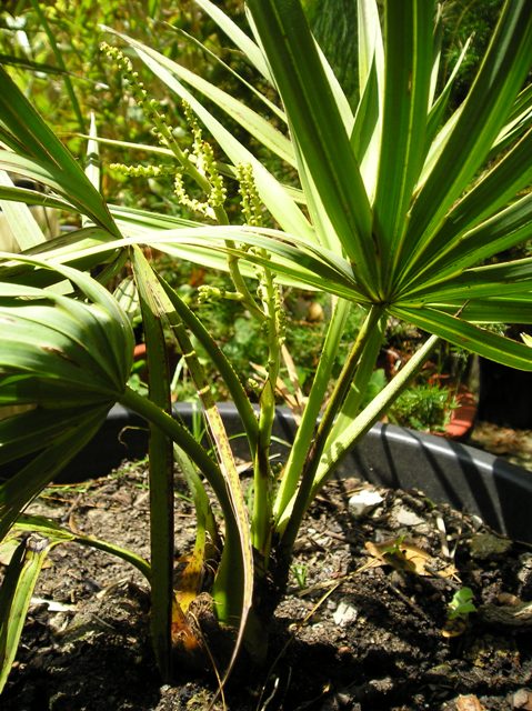 [Foto de planta, jardin, jardineria]