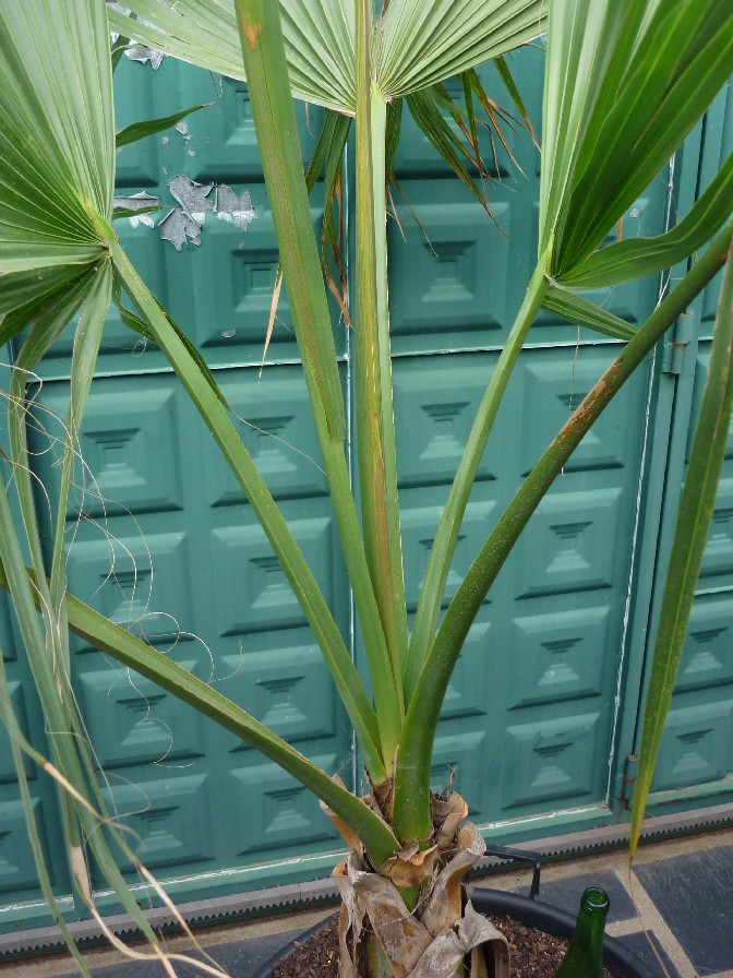 [Foto de planta, jardin, jardineria]