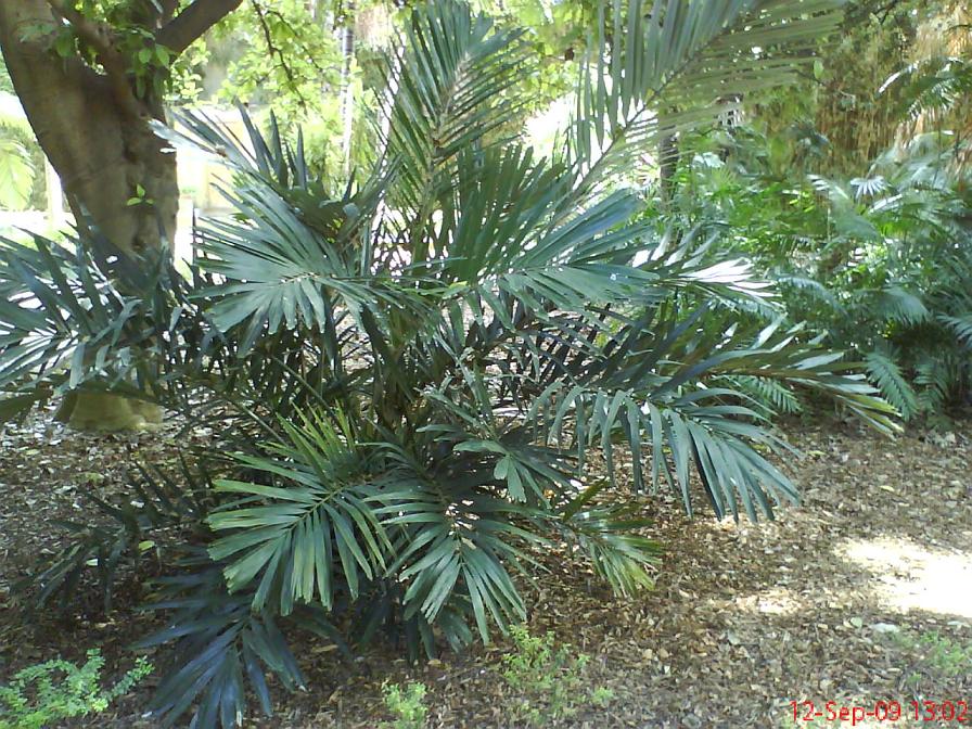 [Foto de planta, jardin, jardineria]