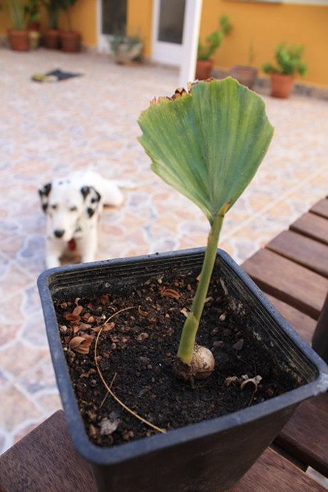 [Foto de planta, jardin, jardineria]