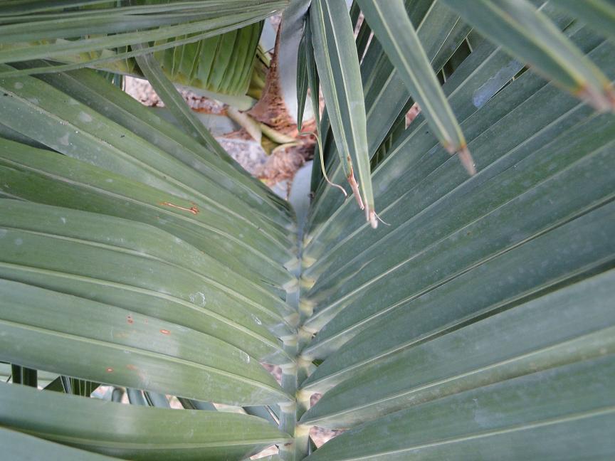 [Foto de planta, jardin, jardineria]