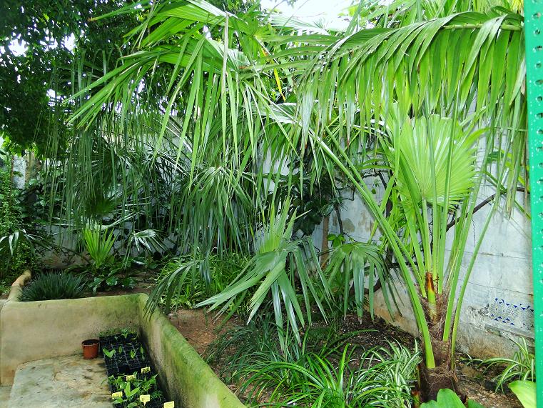 [Foto de planta, jardin, jardineria]