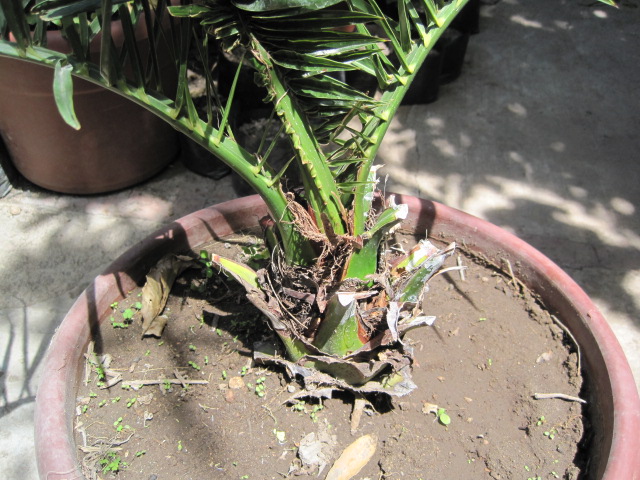 [Foto de planta, jardin, jardineria]