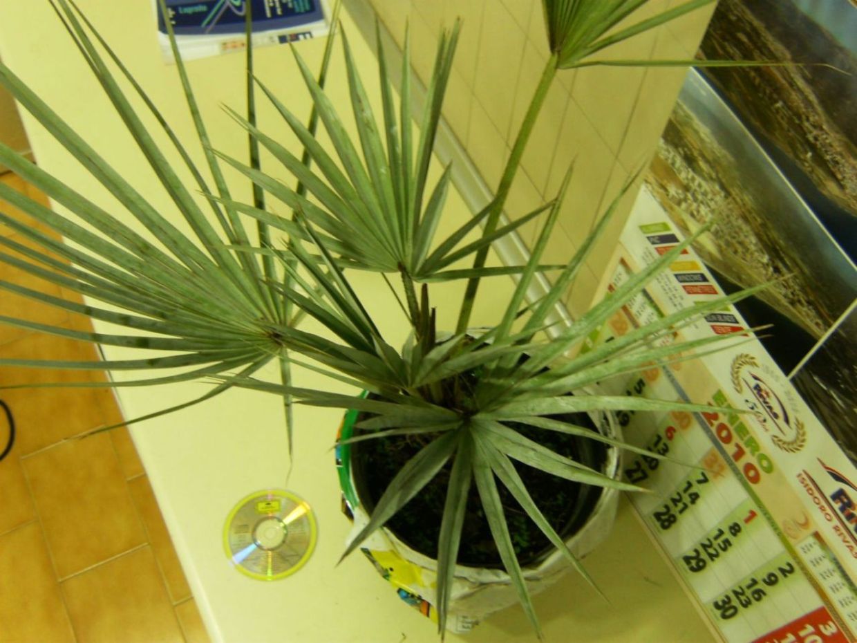 [Foto de planta, jardin, jardineria]