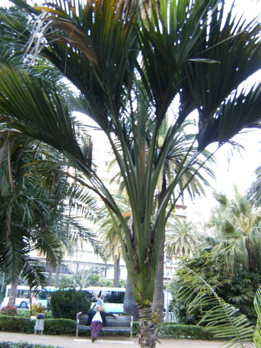 [Foto de planta, jardin, jardineria]