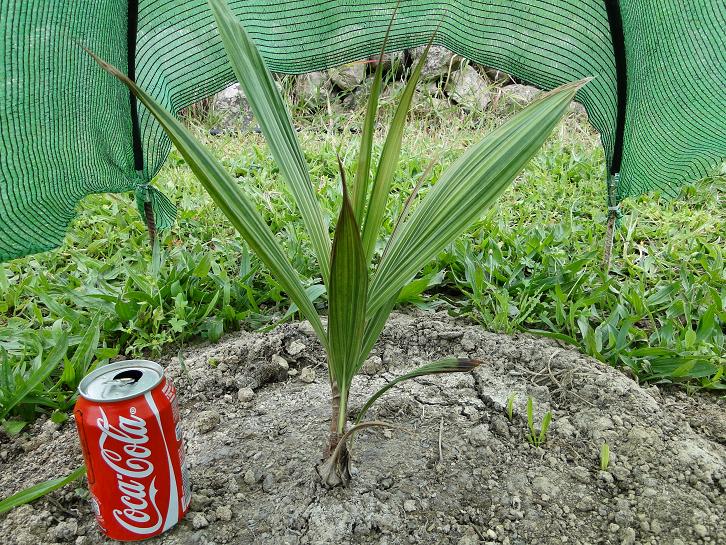 [Foto de planta, jardin, jardineria]