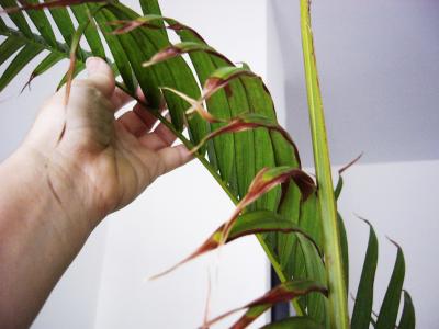 [Foto de planta, jardin, jardineria]