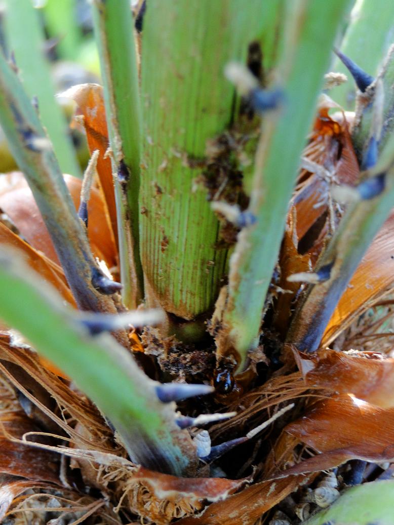 [Foto de planta, jardin, jardineria]