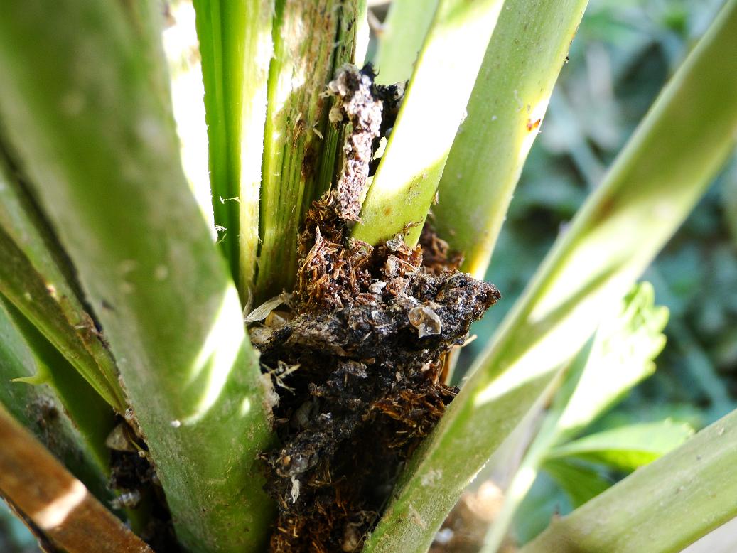 [Foto de planta, jardin, jardineria]