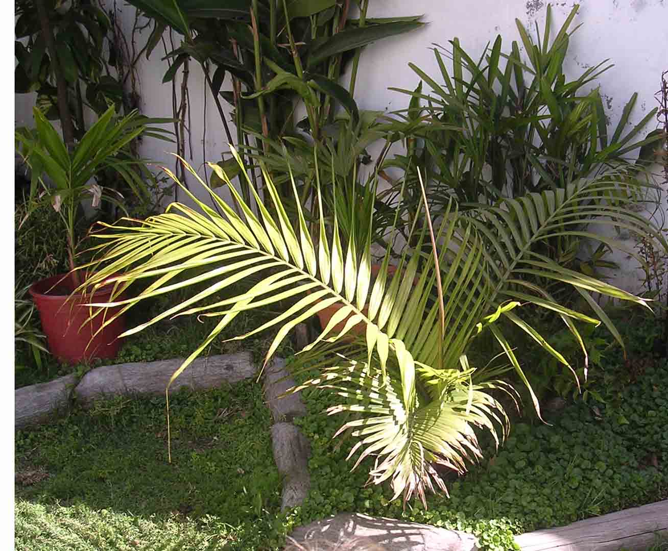 [Foto de planta, jardin, jardineria]