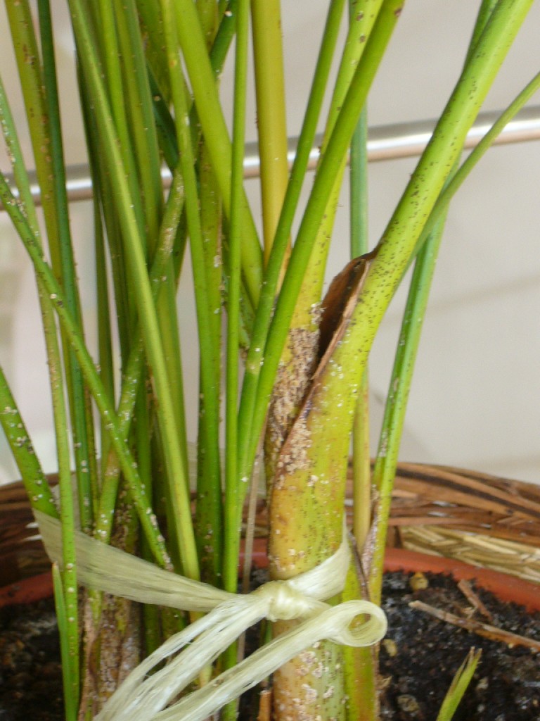 [Foto de planta, jardin, jardineria]