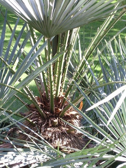 [Foto de planta, jardin, jardineria]