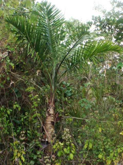 [Foto de planta, jardin, jardineria]