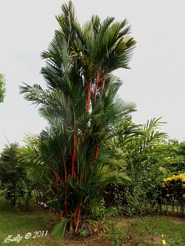 [Foto de planta, jardin, jardineria]