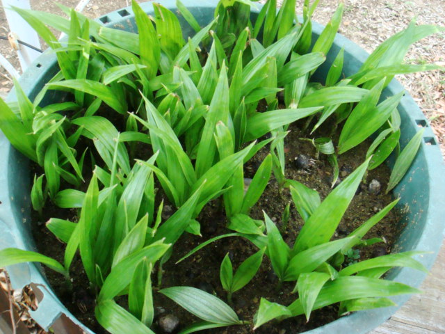 [Foto de planta, jardin, jardineria]