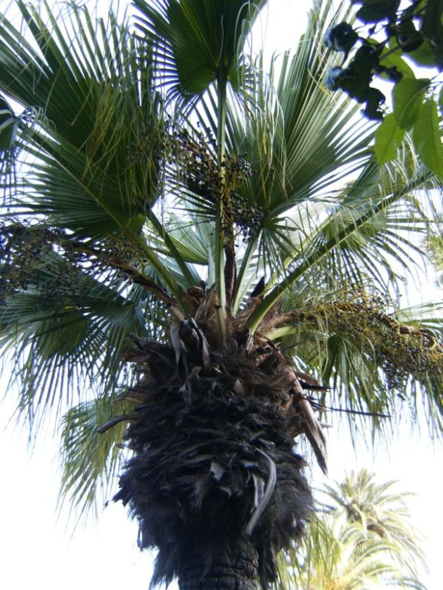 [Foto de planta, jardin, jardineria]