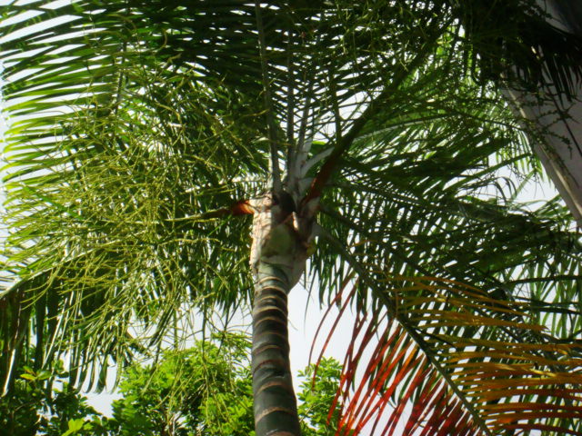 [Foto de planta, jardin, jardineria]