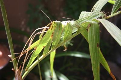 [Foto de planta, jardin, jardineria]