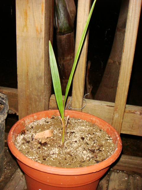 [Foto de planta, jardin, jardineria]