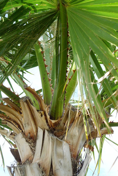 [Foto de planta, jardin, jardineria]