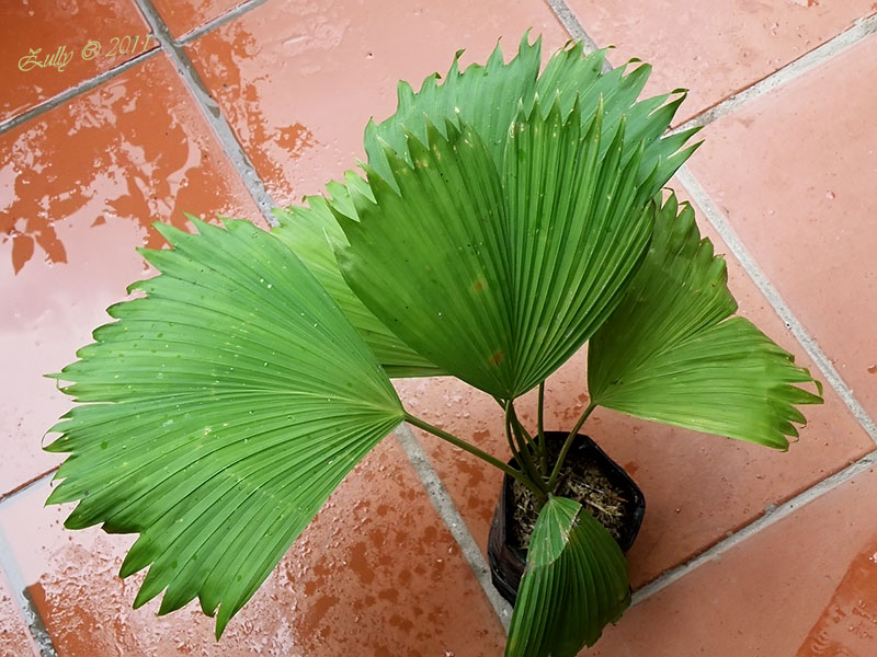 [Foto de planta, jardin, jardineria]