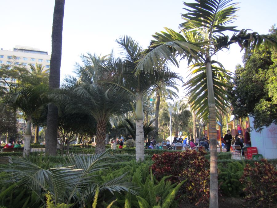 [Foto de planta, jardin, jardineria]