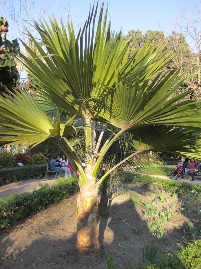 [Foto de planta, jardin, jardineria]