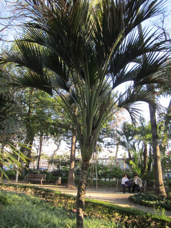 [Foto de planta, jardin, jardineria]