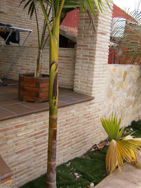[Foto de planta, jardin, jardineria]