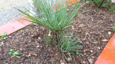 [Foto de planta, jardin, jardineria]