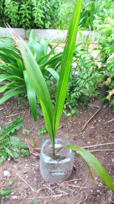 [Foto de planta, jardin, jardineria]