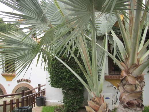 [Foto de planta, jardin, jardineria]