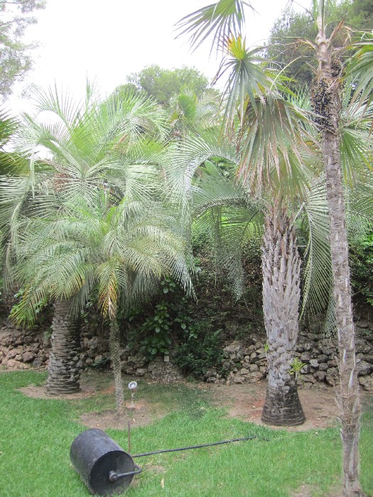 [Foto de planta, jardin, jardineria]