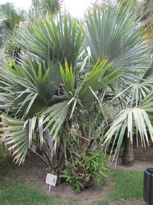 [Foto de planta, jardin, jardineria]