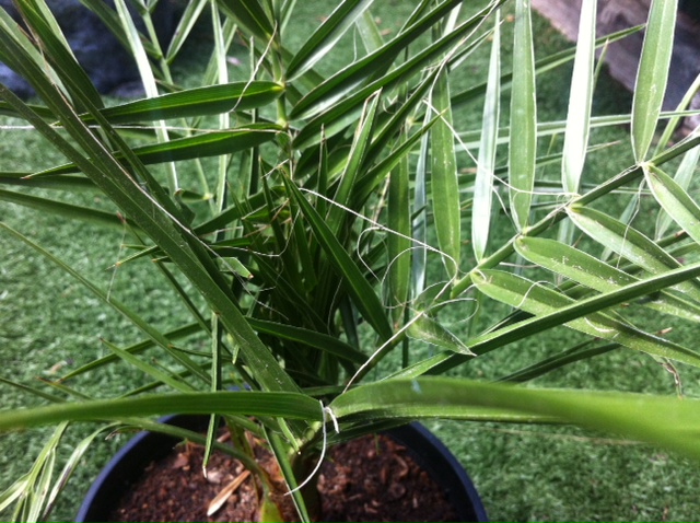 [Foto de planta, jardin, jardineria]