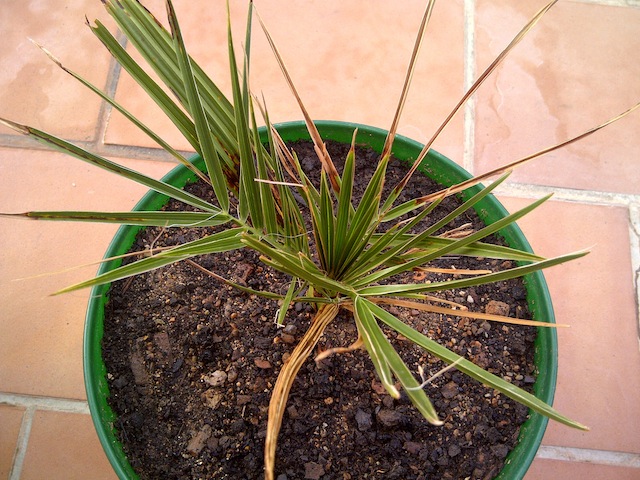 [Foto de planta, jardin, jardineria]