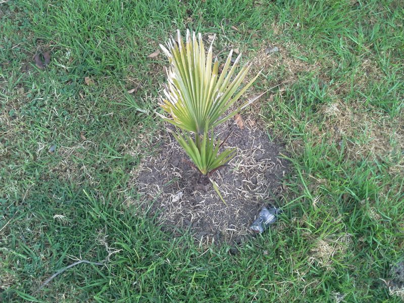 [Foto de planta, jardin, jardineria]