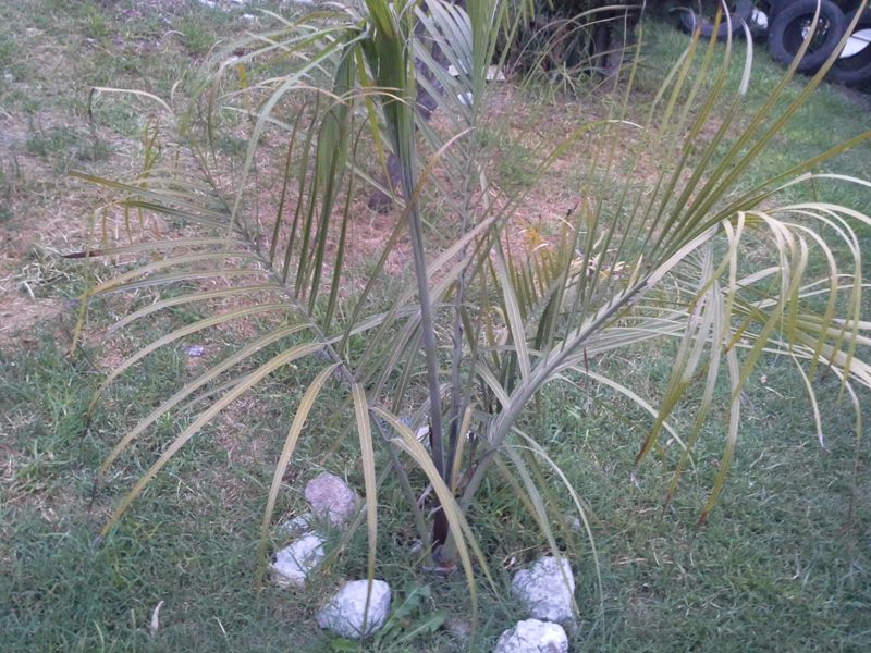 [Foto de planta, jardin, jardineria]