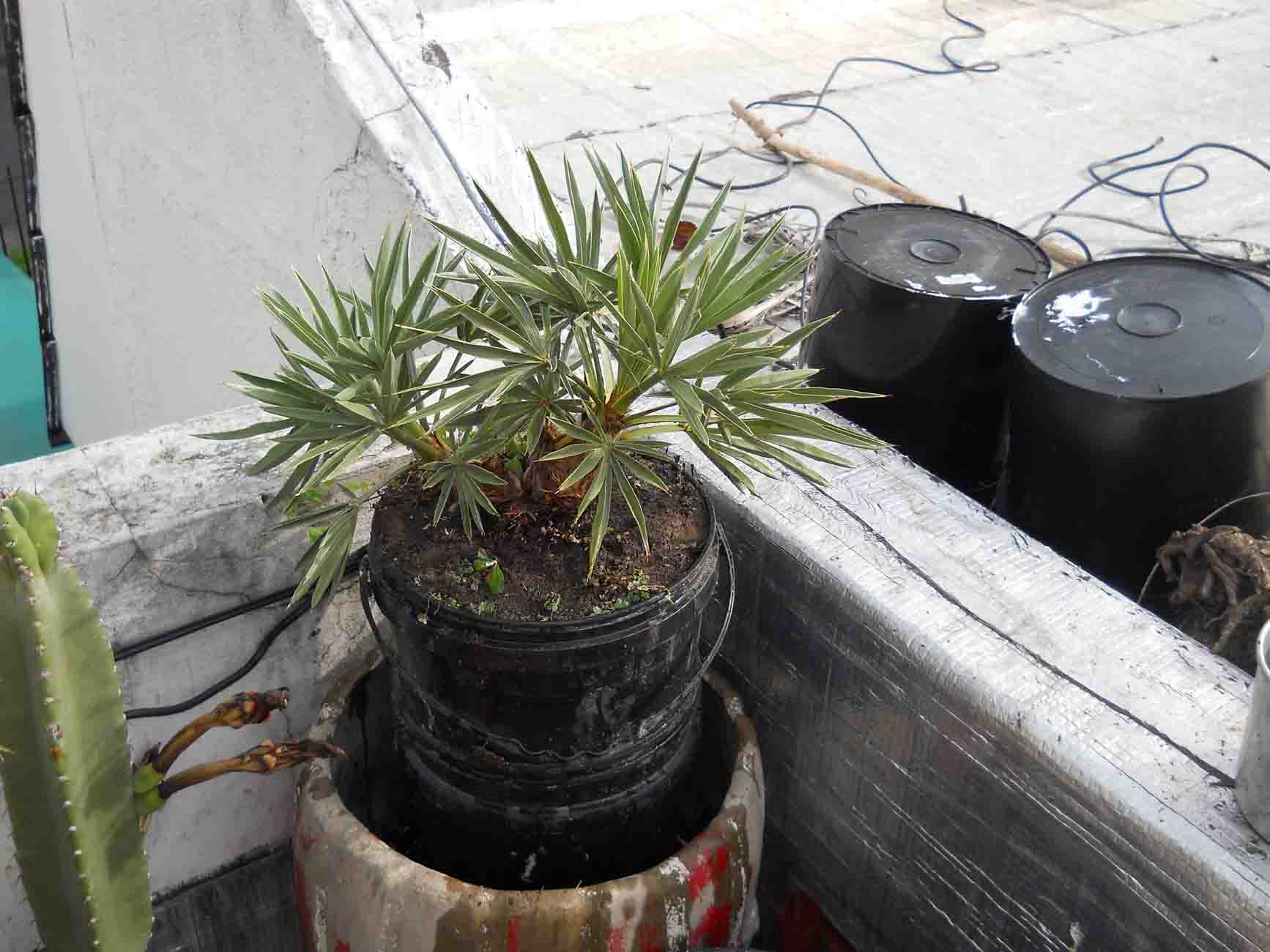 [Foto de planta, jardin, jardineria]