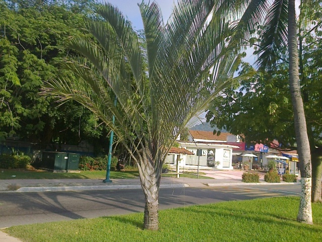 [Foto de planta, jardin, jardineria]